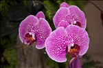 Orchids in the Conservatory